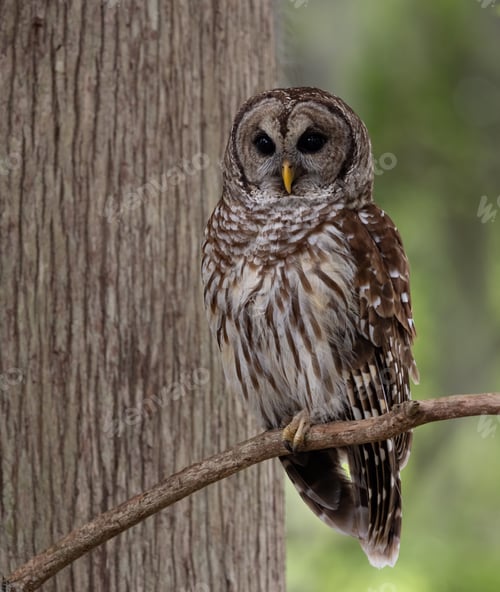 Preview: Barred Owl in Florida
