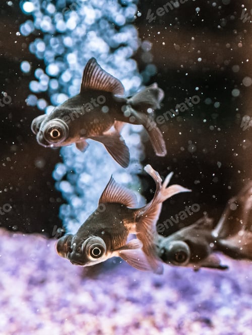 Preview: Exotic fish in aquarium