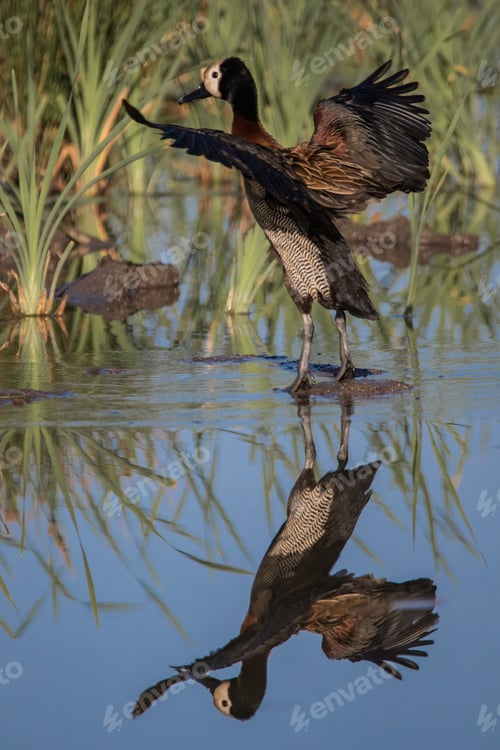 Preview: A white-faced whistling duck, Dendrocygna viduata