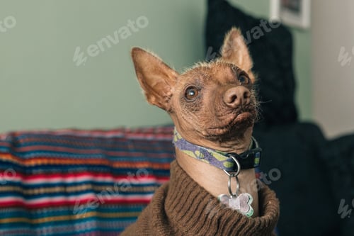 Preview: People and pets