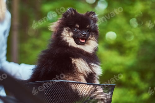 Preview: Cute Spitz dog in the bicycle basket on a ride.