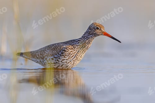Preview: Common Redshank in Wetland during migration