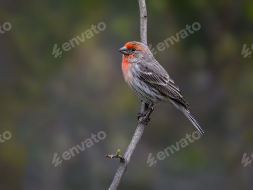 Preview: House finch (Haemorhous mexicanus) perched on a tree branch