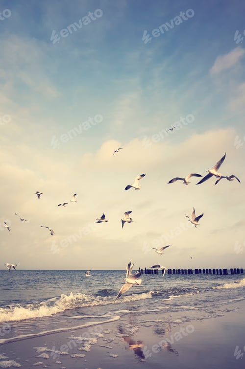 Preview: Vintage stylized picture of flying birds at a beach