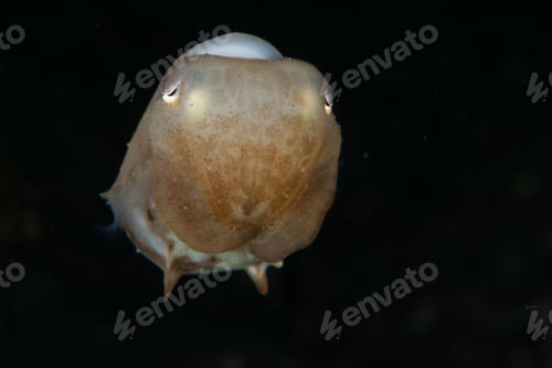 Preview: Amazing picture of dumbo octopus under the water