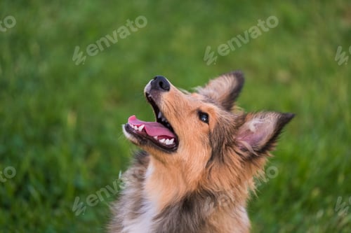 Preview: Adorable portrait of young puppy shetland collie dog pet standing and posing with green nature