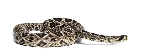 Preview: western diamondback rattlesnake or Texas diamond-back, venomous snake against white background