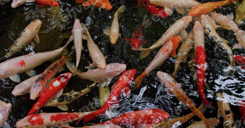 Preview: Beautiful and calm koi fish swimming in a clear pond