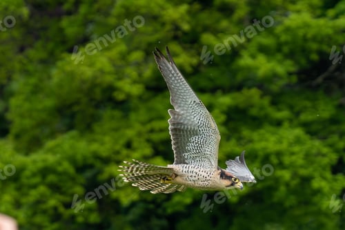 Preview: a bird flying near trees on top of a grass field