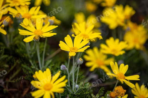 Preview: Daisies wild flowers yellow color field, background