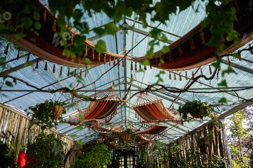 Preview: Decorative hammocks hanging in a lush greenhouse environment with abundant greenery