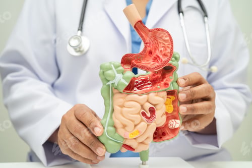 Preview: Digestive system with stomach and intestine, Asian doctor holding human