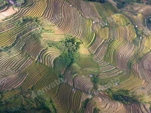 Vorschau: Luftaufnahme zahlreicher Reisterrassen im Bezirk Mu Cang Chai, Vietnam