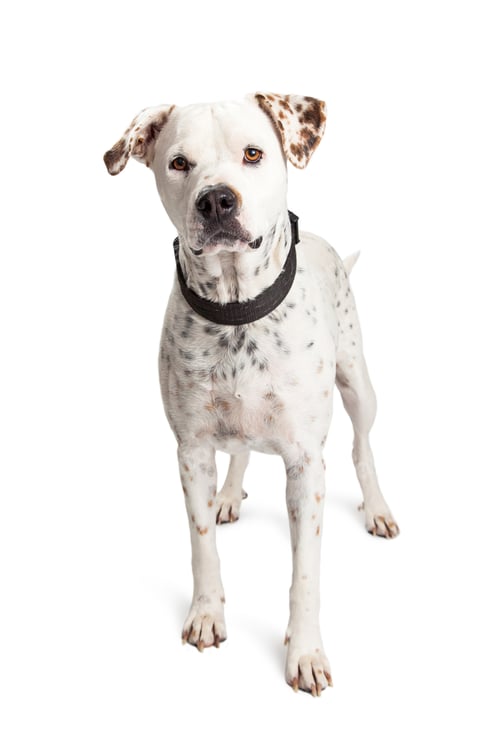 Preview: Attentive Dalmatian Crossbreed Dog Standing