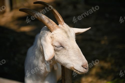 Preview: Young white male goat horned raised in stall