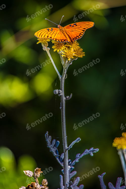 Preview: Butterfly and Flower in nature.