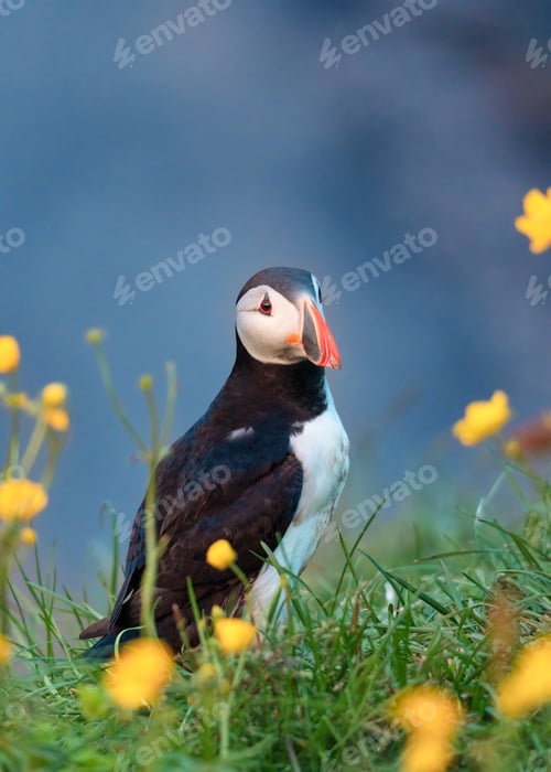 Preview: Atlantic Puffin bird or Fratercula Arctica standing with yellow flower on the grass by the cliff