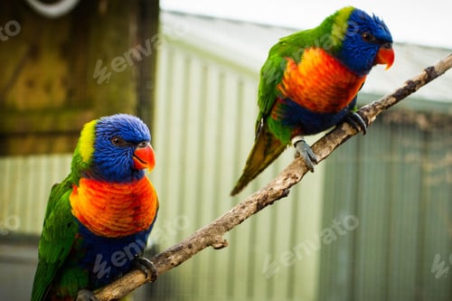 Preview: lovebirds, lover bird, lovely