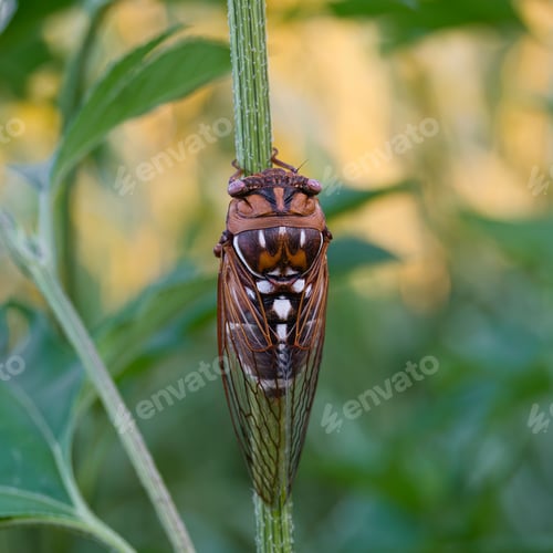 Preview: Plains Cicada resting on the green plant on the blurry background