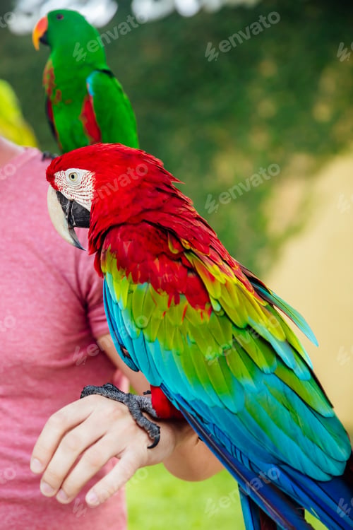 Preview: Red and green macaw on a hand