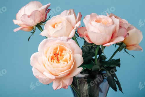 Preview: Bouquet of pale pink peony roses on a blue background