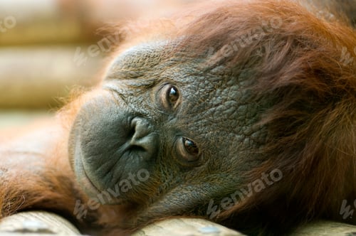 Preview: Orang-utan lying down