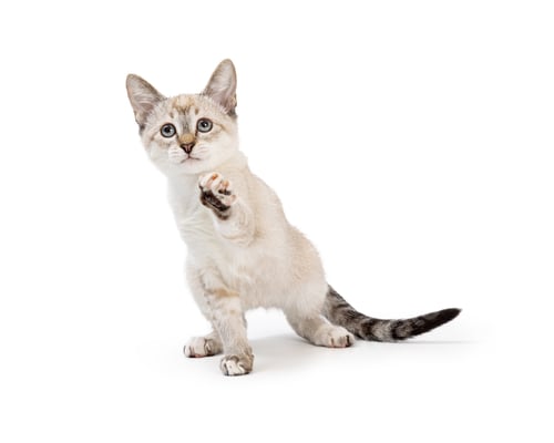 Preview: Cute Kitten Reaching Paw Out