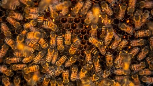 Preview: Closeup of a bunch bees swarming on honeycomb in apiary. Working bees