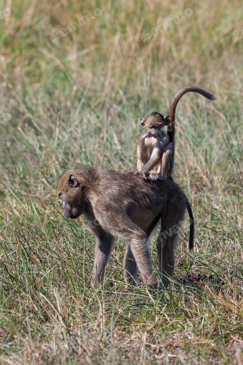 Preview: Chacma Baboon - Okavango Delta - Botswana