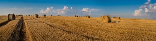 Preview: panorama of field after harvest and straw cylinders bales