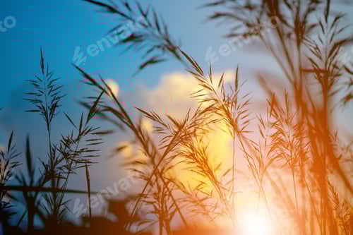 Preview: Golden Sunlight Shining Through Tall Grasses