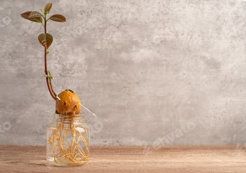 Preview: Avocado sprout plant from the seed grow with root in water glass with copy space.