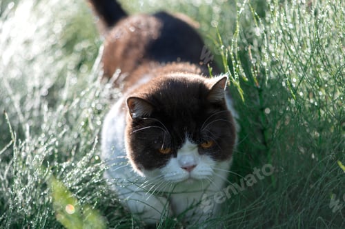 Preview: Adorable British Shorthair cat with dew drops on whiskers sitting in wet grass
