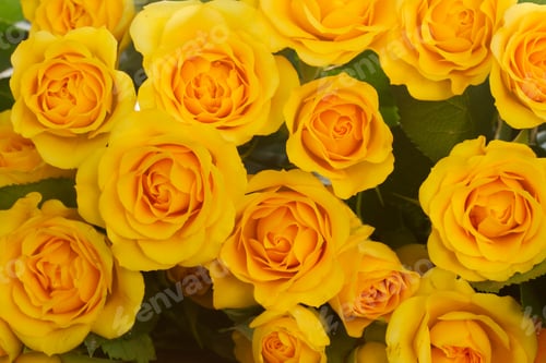 Preview: bouquet of fresh roses