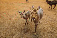 Preview: Sacred Sika deers Nara Park forest, Japan