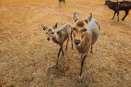Preview: Sacred Sika deers Nara Park forest, Japan