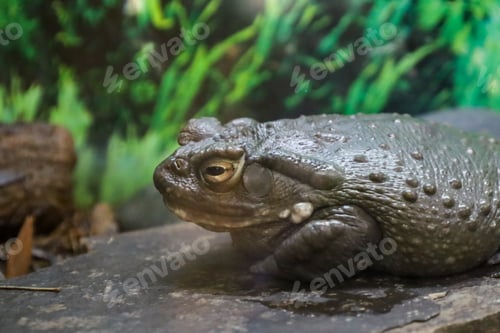 Preview: a toad is sitting on a large rock in the rain