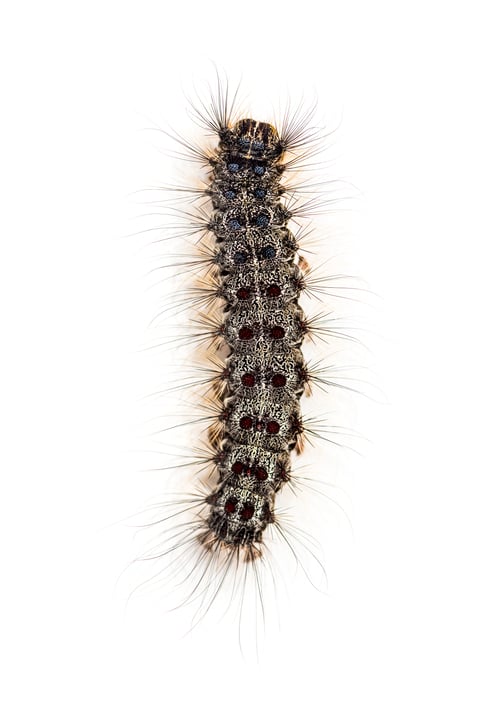 Preview: Overhead view of the Caterpillar of a Lymantria dispar, the gypsy moth against a white background