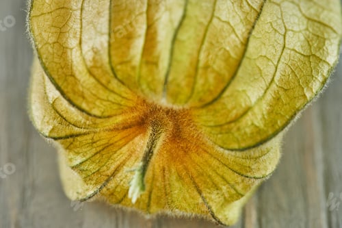 Preview: Peruvian physalis, Cape gooseberry Fresh peachberry very tasty and healthy berries