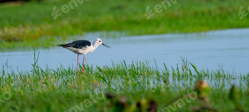 Preview: One black-winged stilt bird stand in swamp alone to look for food in water in area of thailand