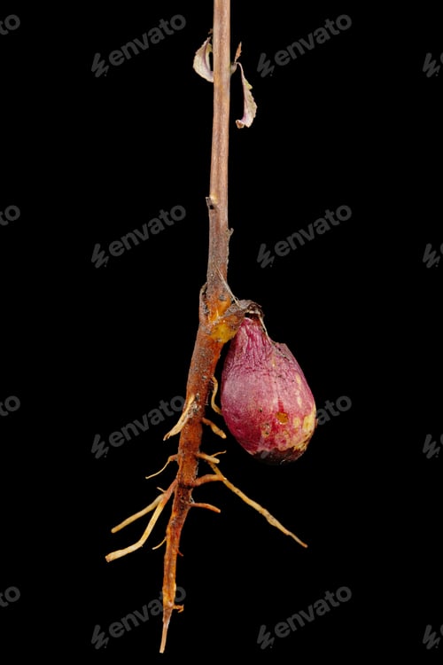 Preview: Kernel and root of sprout apricot tree, closeup, isolated on black background