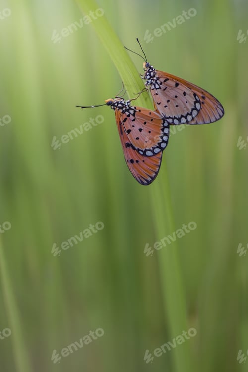 Preview: butterfly