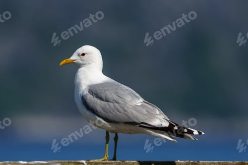 Preview: Northern Norwegian Seagull Close-up View Capturing Intricate Feather Patterns