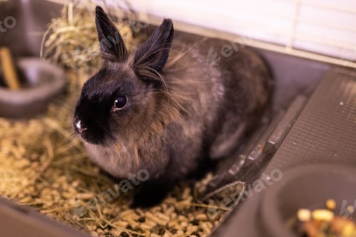 Preview: Brown cute rabbit close-up enjoying at home - animal symbol chinese new year 2023 and pet concept