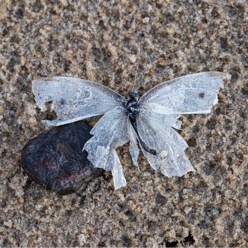 Preview: dead butterfly with broken wings
