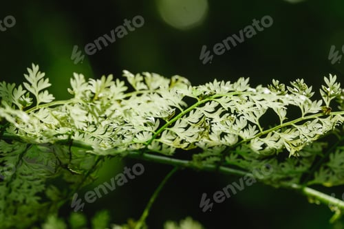 Preview: Fern leaves in the forest