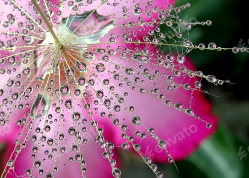 Preview: Water drops on a dandelion seed. Beautiful botanical shot, natural wallpaper.