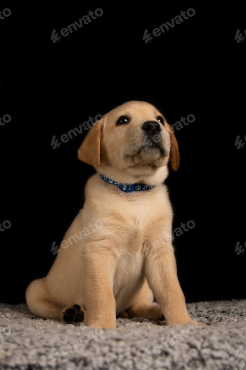 Preview: Vertical shot of a cheerful Labrador retriever sitting on a white carpet on a black background