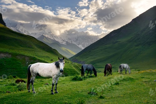 Preview: Horses grazing in valley, Ushguli village, Svaneti, Georgia