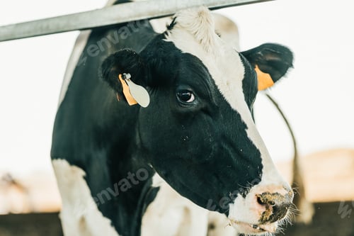 Preview: close-up of single milk cow with ear tags